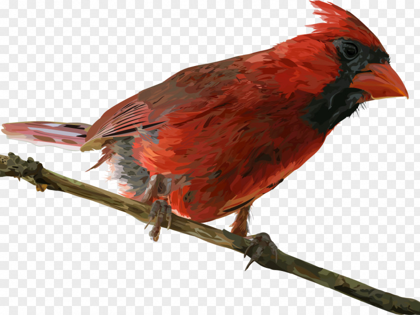 Perching Bird Songbird Cardinal PNG