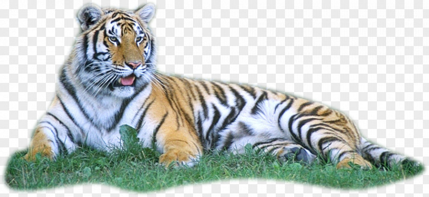 Tiger Clip Art PNG