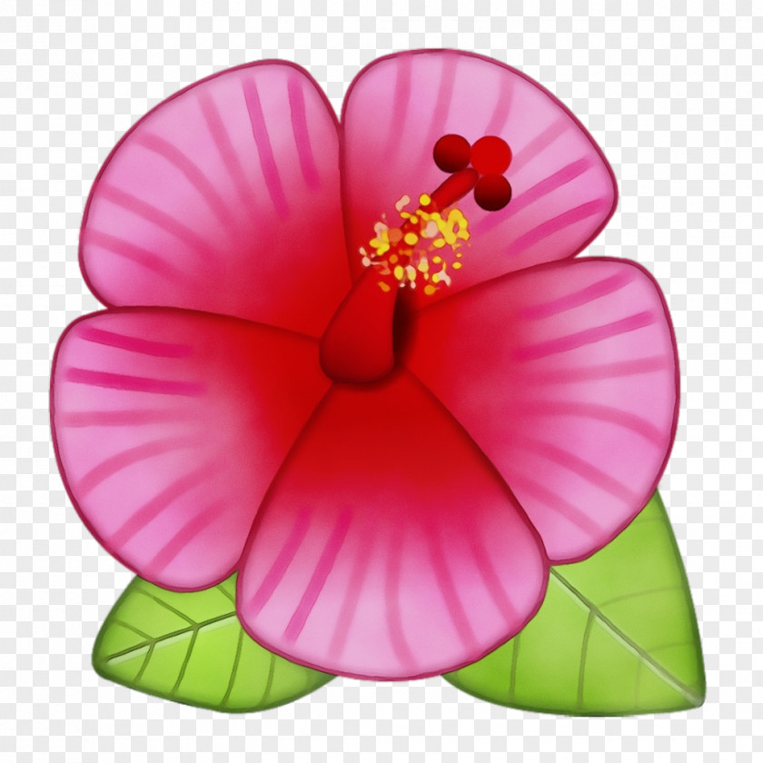 Chinese Hibiscus Flowering Plant Petal Pink Flower Hawaiian PNG