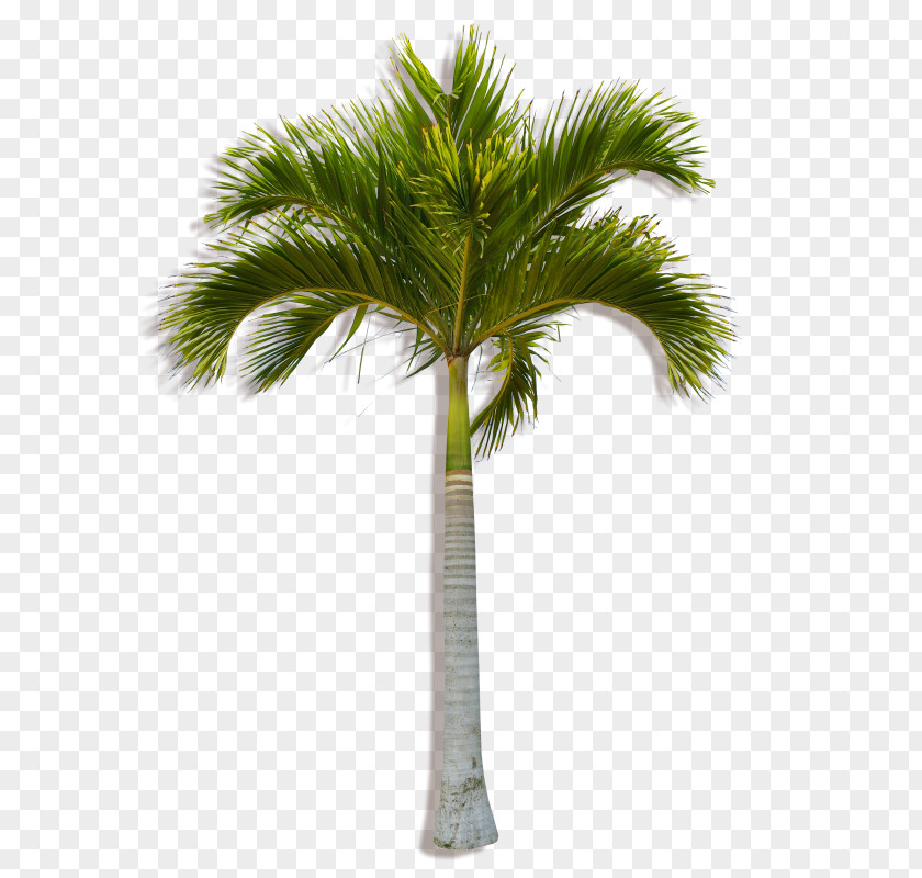 Coconut Asian Palmyra Palm Arecaceae Tree Plant PNG