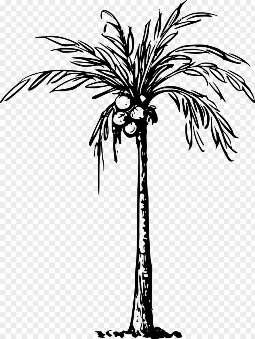Coconut Tree Arecaceae Drawing Clip Art PNG