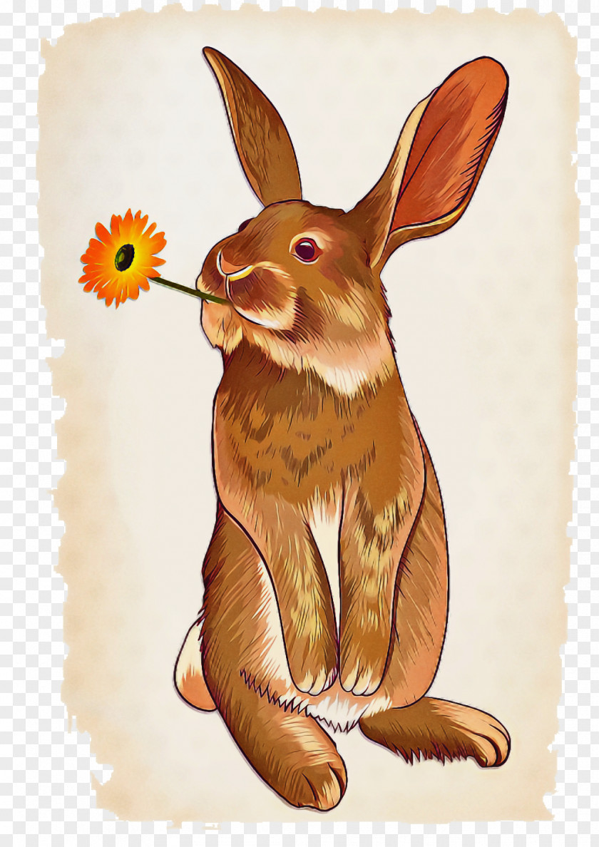Hare Drawing Line Art Cartoon Rabbit PNG