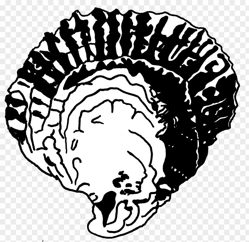 Oyster Drawing Mussel Line Art Clip PNG