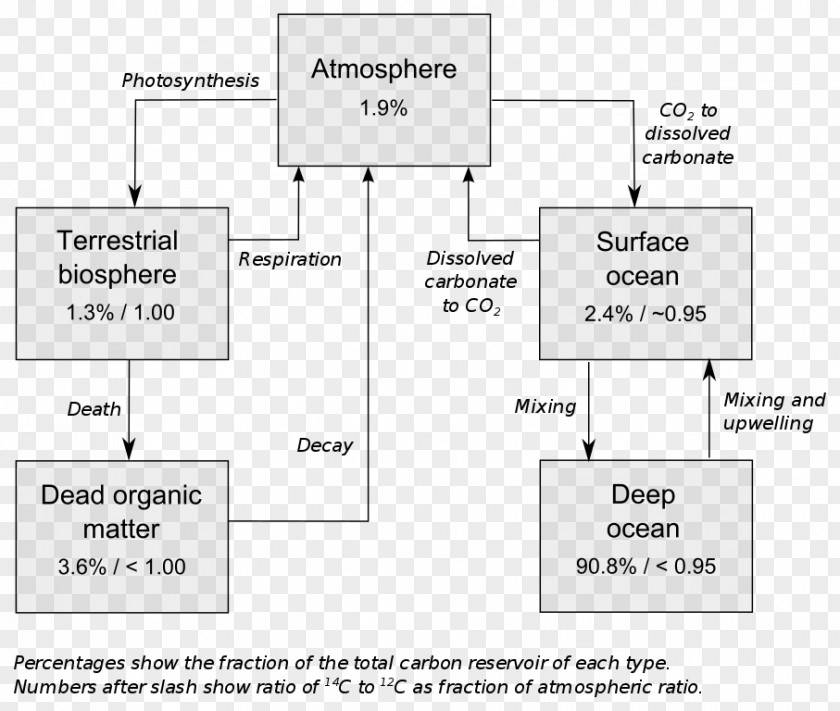 20 Exchange Place Radiocarbon Dating Carbon-14 Chronological Radiometric PNG