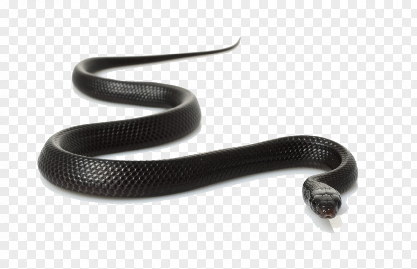 Black Snake Clipart Rat Clip Art PNG