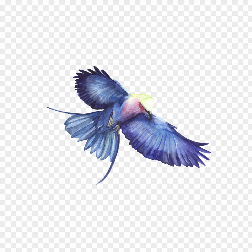 Blue Eagle Bird Hawk PNG