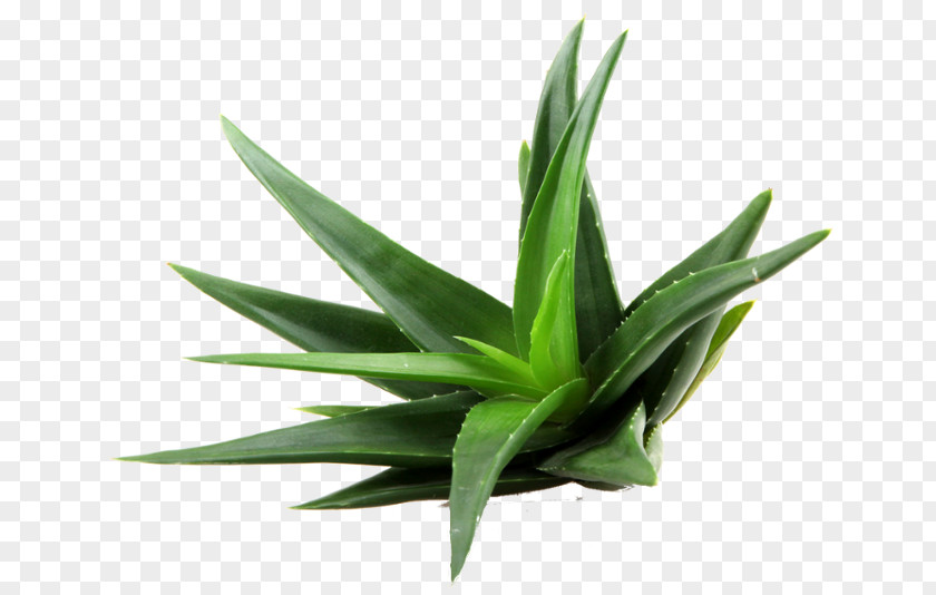 Perennial Plant Succulent Aloe Vera PNG