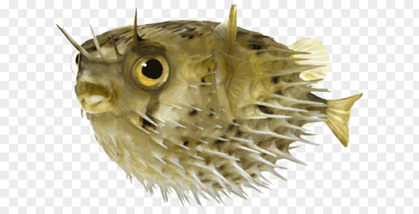 Pufferfish Long-spine Porcupinefish Stock Photography PNG