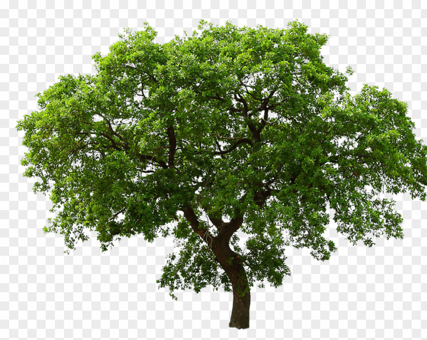 Tree Clip Art Image Branch PNG