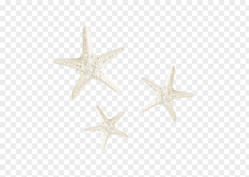 White Starfish PNG