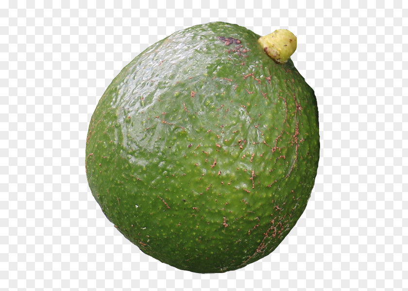 Avocado Hass Maluma Food Sushi Melon PNG