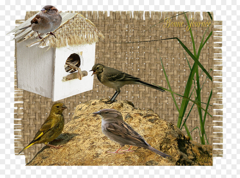 Fauvette Finches Bird Food American Sparrows Beak PNG