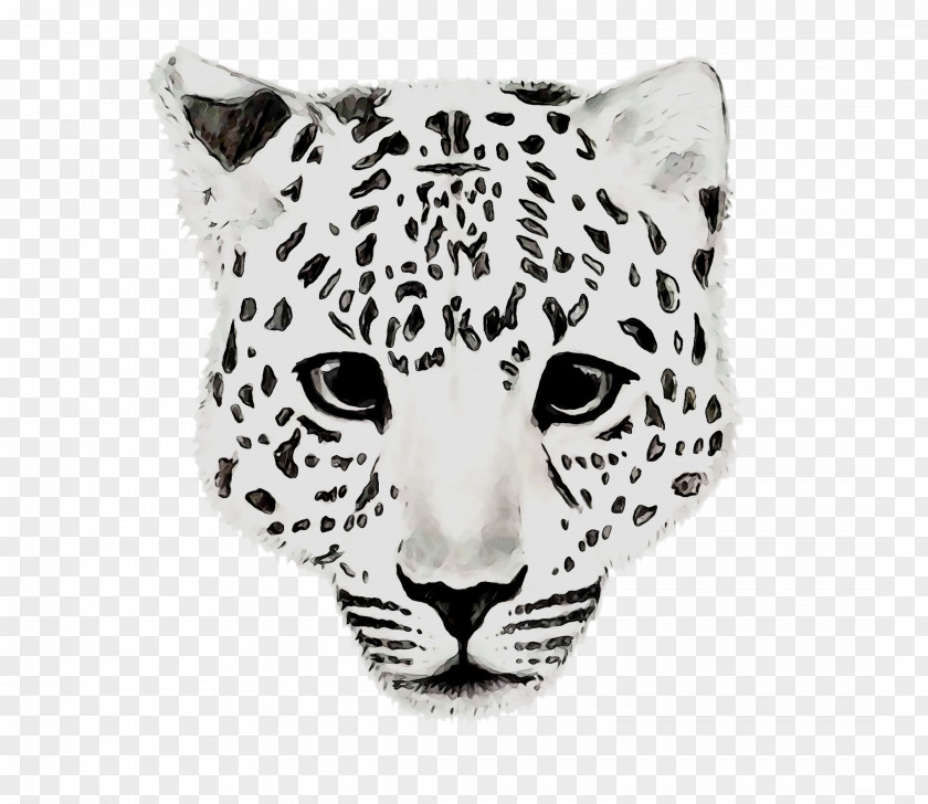 Leopard Jaguar Tiger Cheetah Whiskers PNG