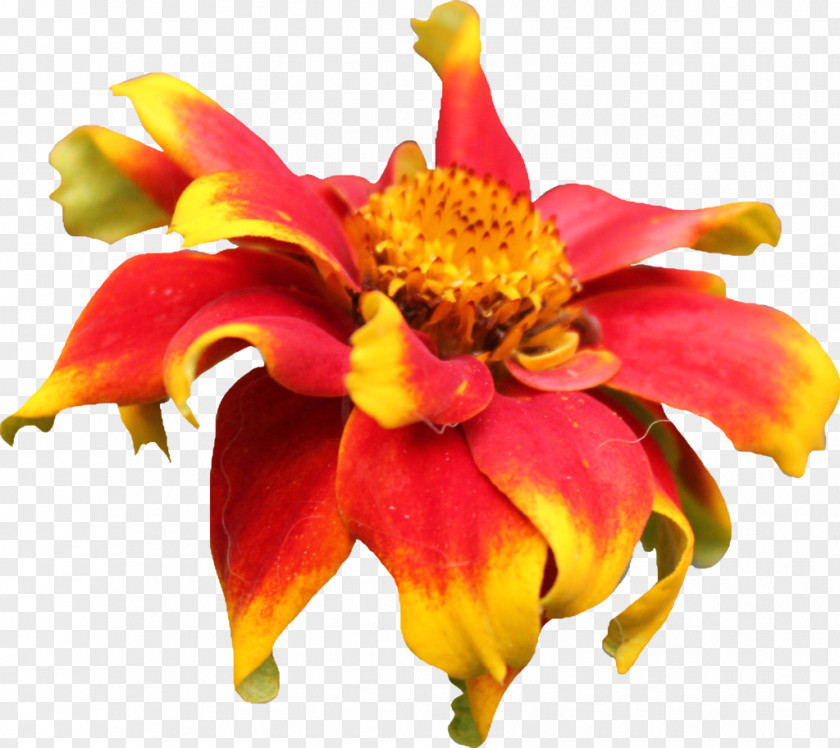 Persian Cat Lily Of The Incas Floristry Cut Flowers Canna Petal PNG
