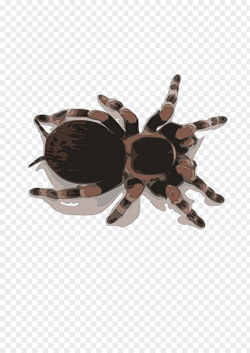 Tarantula Brown Beige Spider Brooch PNG