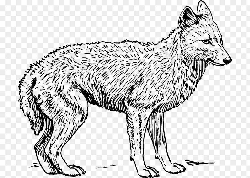 Ancient Dog Breeds Fox Drawing PNG