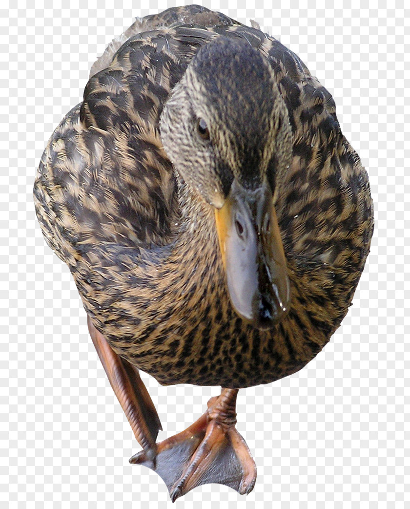 Bird Mallard Duck Feather PNG