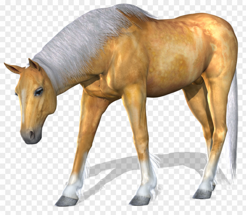 Mustang American Paint Horse Clip Art PNG