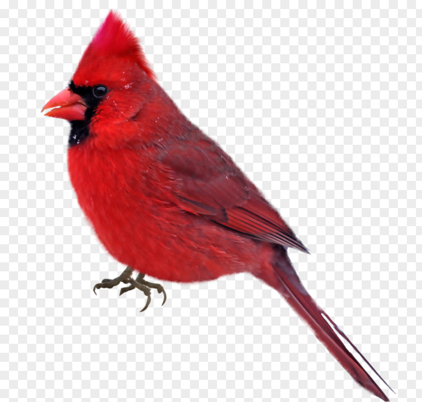 Bird Cardinal Photography Clip Art PNG