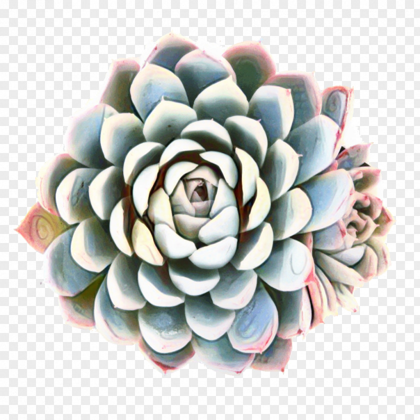 Flower Rose Garden Stonecrops Cactus PNG