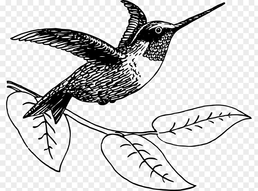 Haming Birds Hummingbird Drawing Clip Art PNG