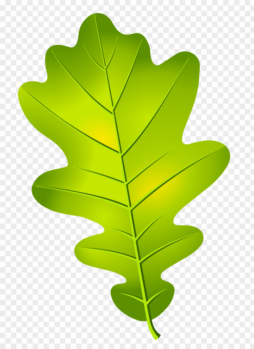 Leaves Vector Oak Leaf Cluster Acorn PNG