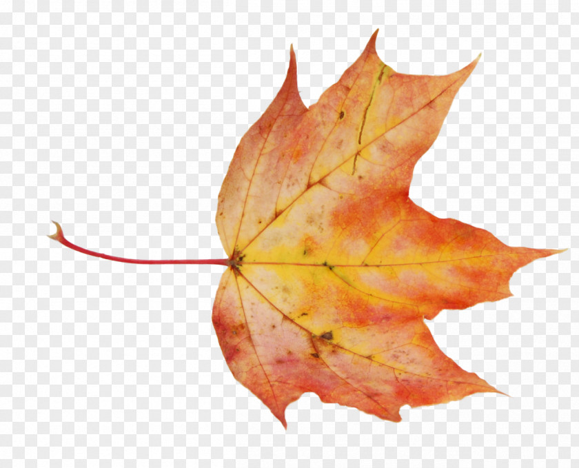 Autumn Leaves Maple Leaf Raster Graphics Clip Art PNG