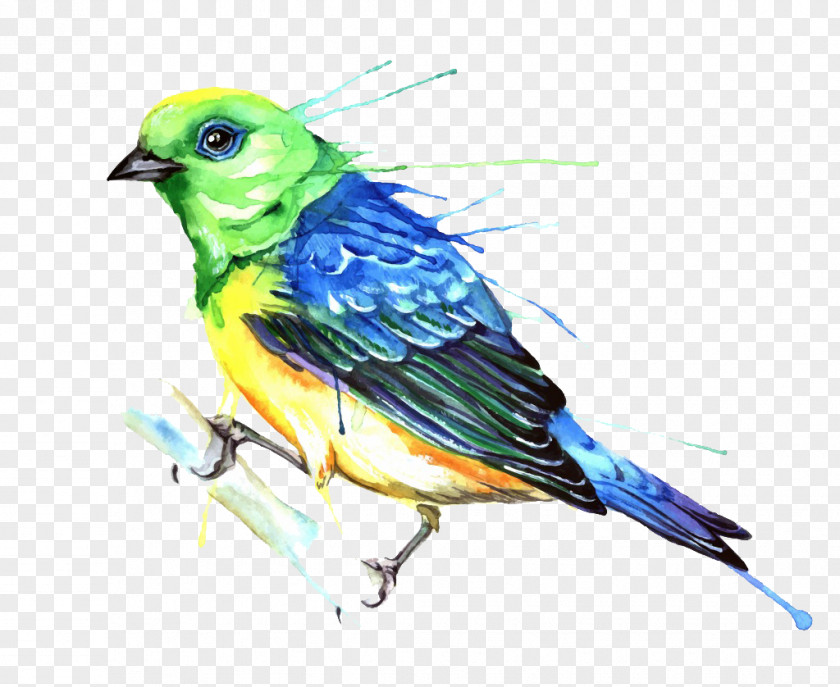 Bird Watercolor Painting Photography Illustration PNG