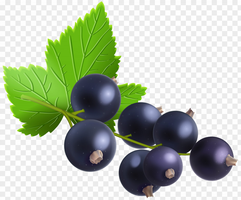 Blackcurrant Transparent Clip Art Image Bilberry Redcurrant Zante Currant Blueberry PNG