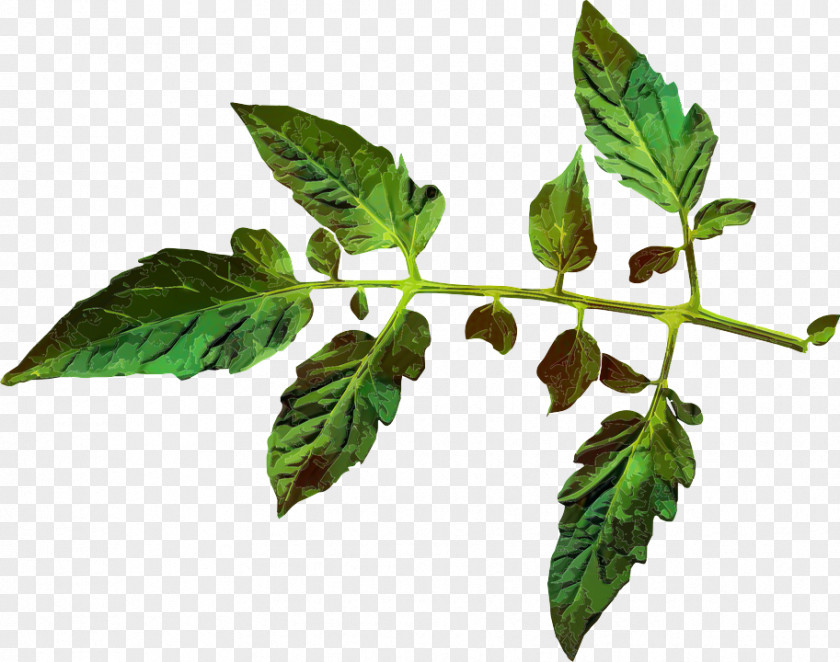 Clip Art Leaf Tomato Juice Plants PNG