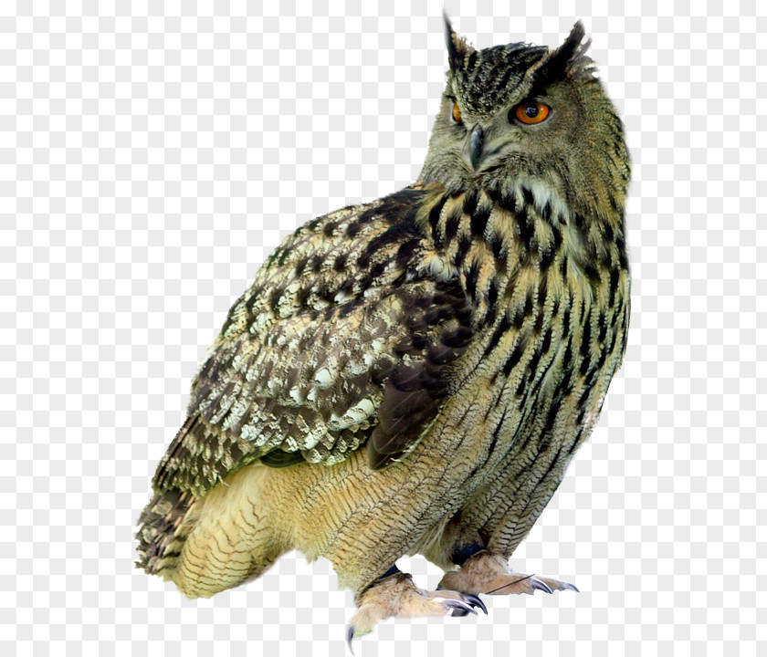 Owl Little Bird Pixabay PNG