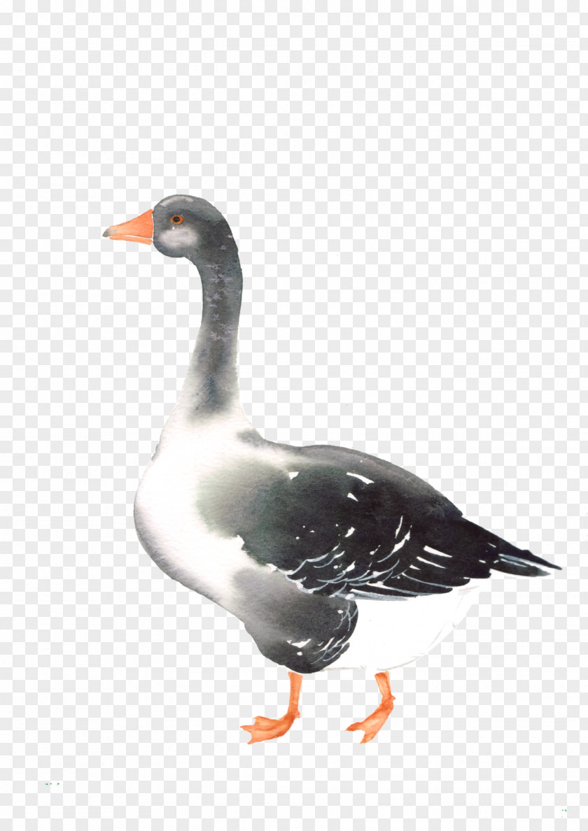 Watercolor Animal Duck Goose Bird Mergini Cygnini PNG