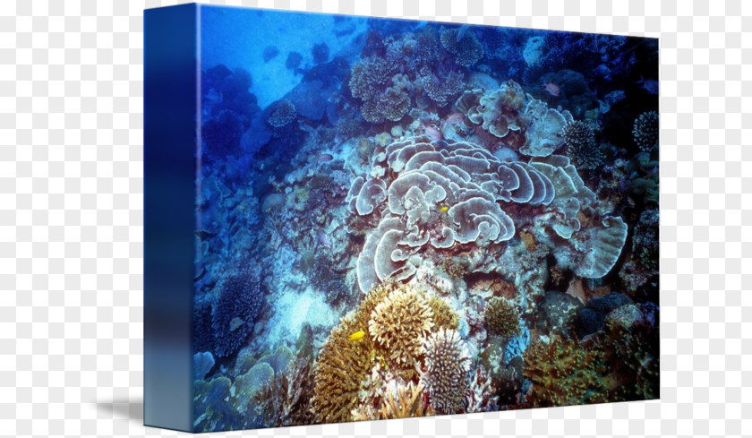 Coral Reef Stony Corals Fish Marine Biology Underwater PNG