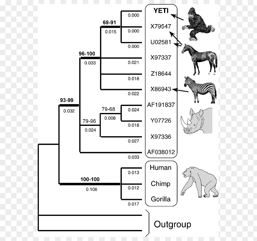 Evidence Of Common Descent Cladogram Evolution Homology PNG