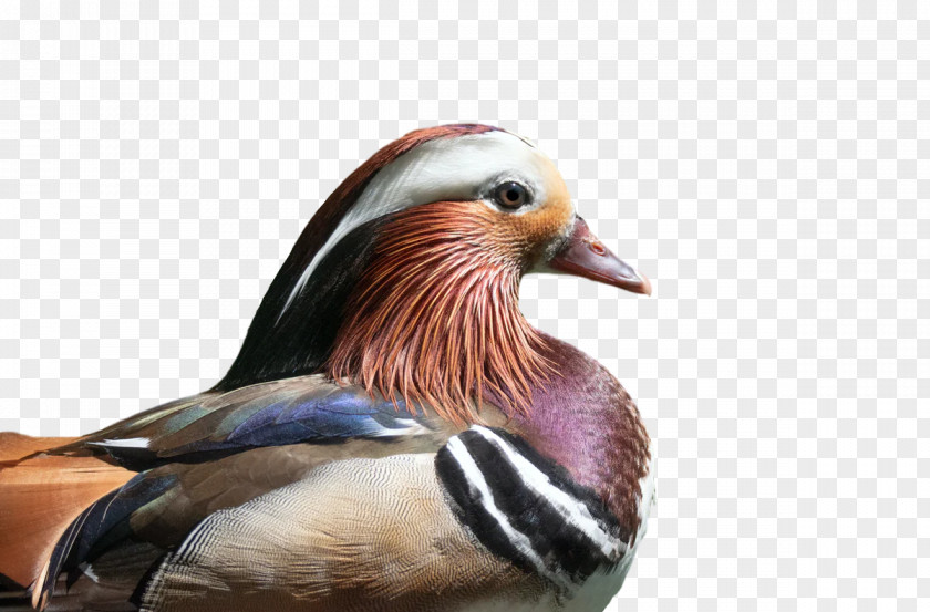 Feather PNG