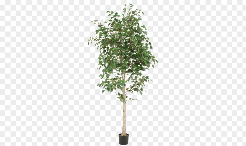 Green Tree Potted Foliage Plants Weeping Fig Paper Birch Flowerpot Houseplant PNG