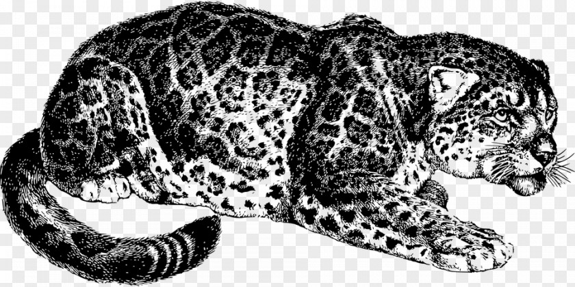 Leopard Snow Jaguar Tiger Felidae PNG