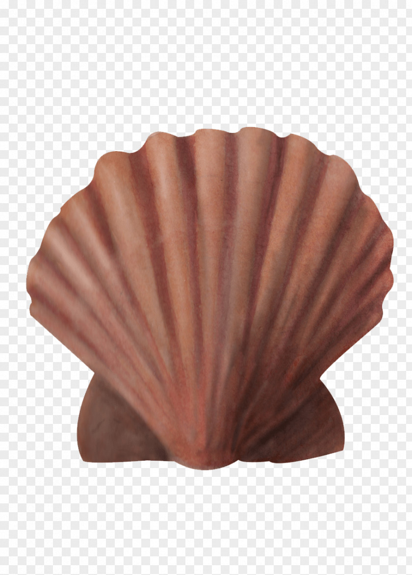 Turbin Dog Cockle Great Scallop Seashell Fishing Area 0 PNG