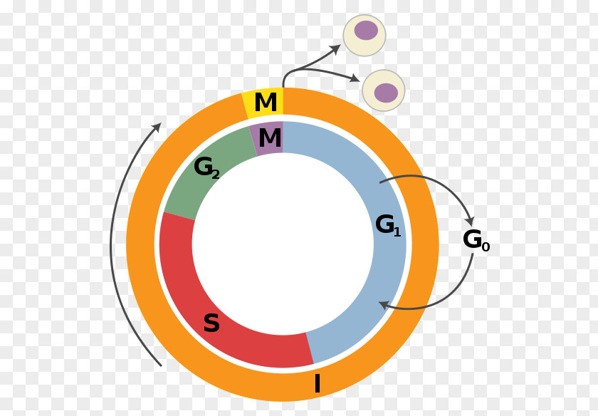 Cell Cycle Regulation Division Interphase PNG