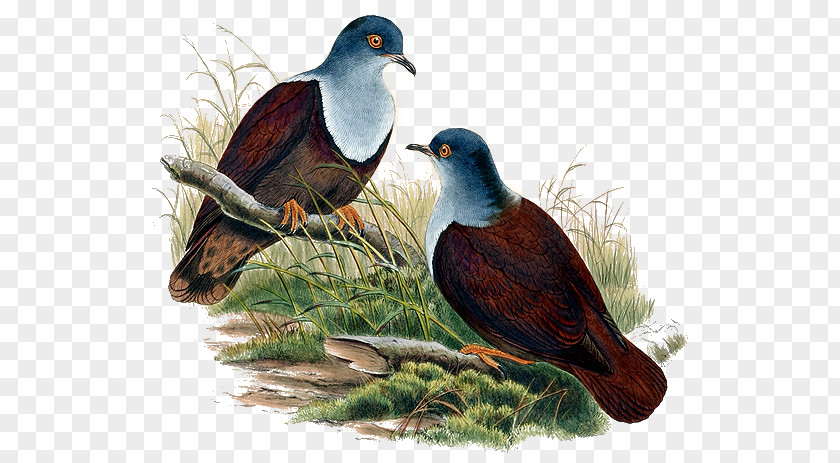 Perching Bird Cuckoo Watercolor Animal PNG