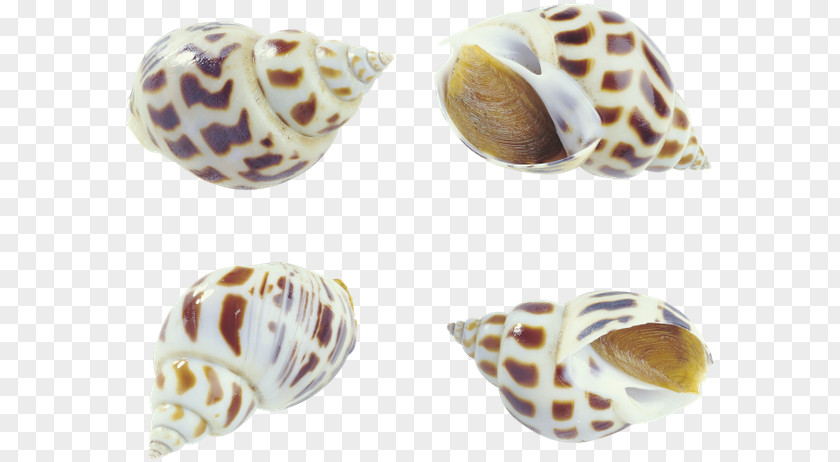 Seashell Cockle Sea Snail Oyster Conch PNG
