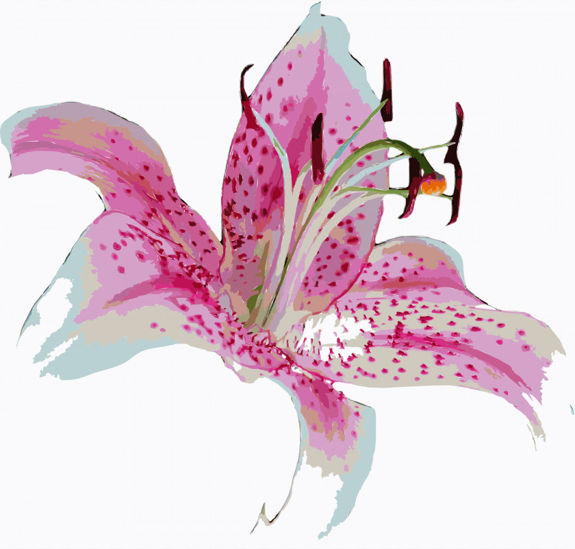 Cliparts Stargazer Lilly Tiger Lily Lilium 'Stargazer' Flower Clip Art PNG