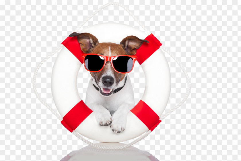 Glasses Puppy Stock Photography Life Savers Lifeguard PNG