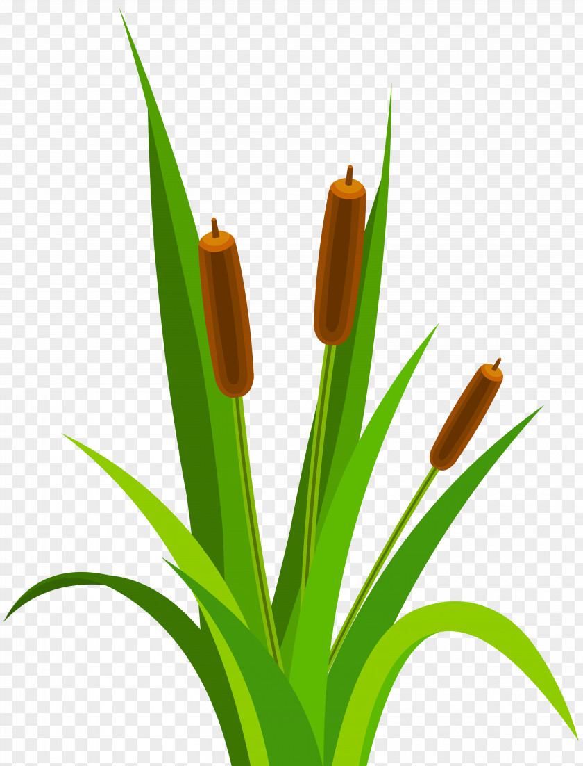 Grounds Clip Art PNG