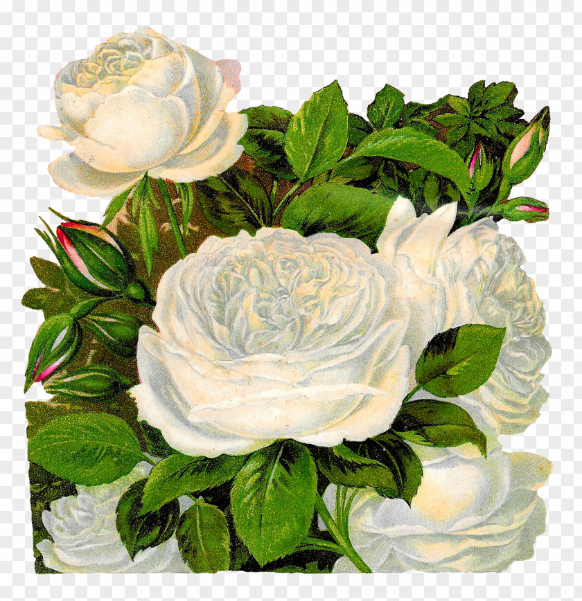 White Rose Flower Garden Roses Clip Art PNG