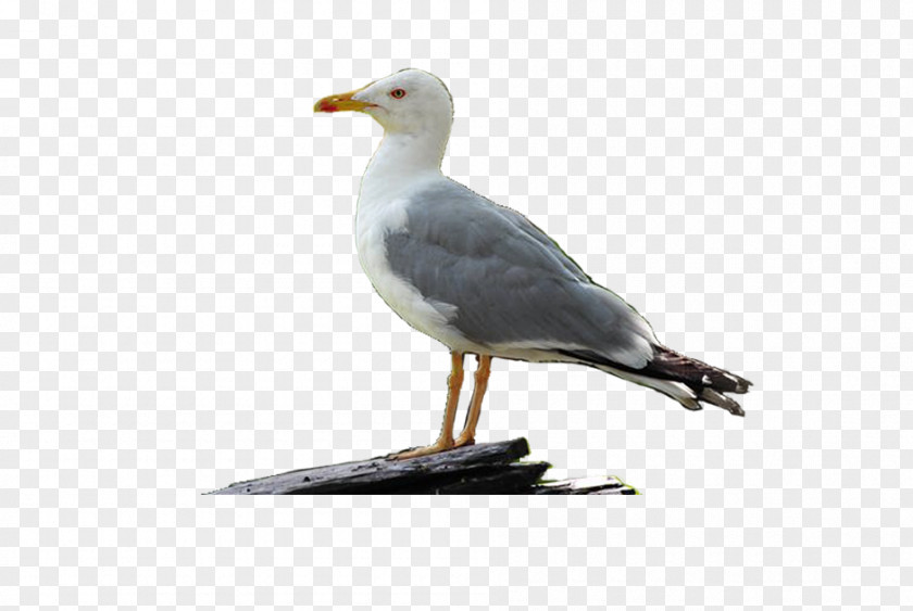 Bird Great Black-backed Gull European Herring PNG