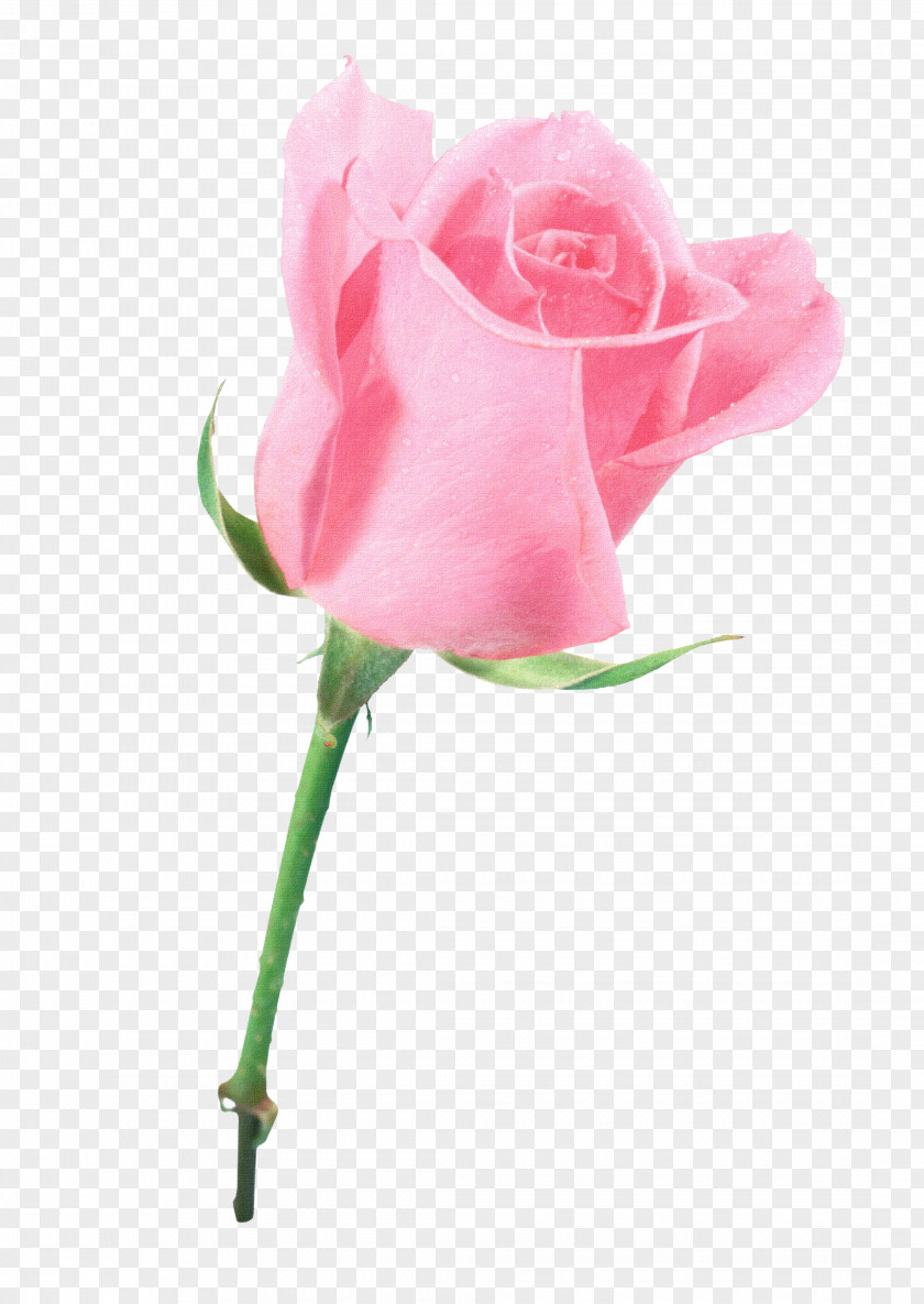 Caller ID Garden Roses Cabbage Rose Blue Flower Pink PNG