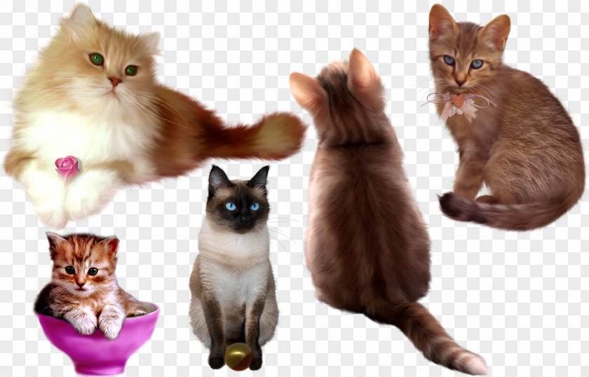 Cat Sets Of Plans Kitten Whiskers DeviantArt PNG