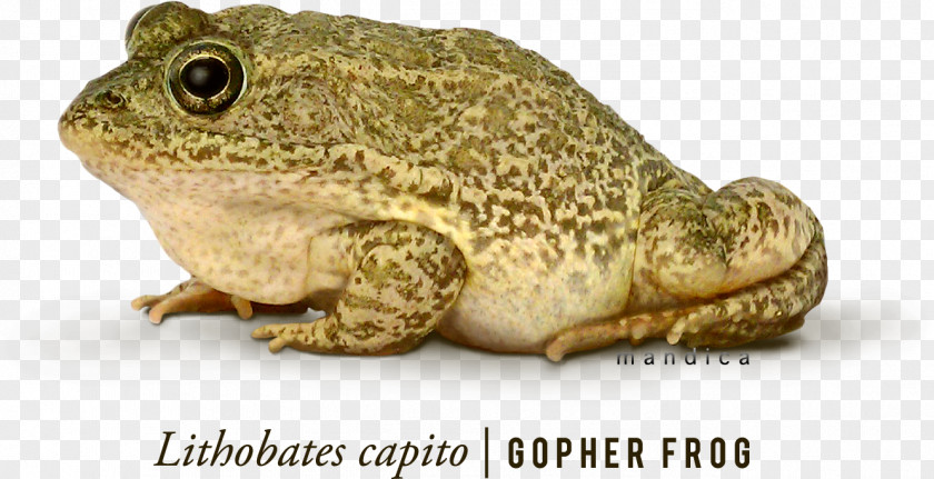 Frog 7 Gopher Phyllomedusa Bicolor Amphibian PNG
