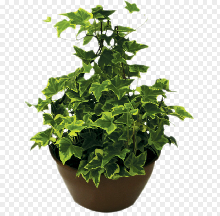 Monstera Houseplant Flowerpot Ornamental Plant Cut Flowers PNG